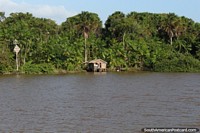 Las casas son empequeñecidas por la selva y el río en el Amazonas, al oeste de Belem. Brasil, Sudamerica.