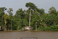 A huge tree stands behind a tiny wooden Amazon house beside the river, south of Macapa. Brazil, South America.