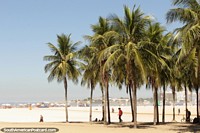 As palmeiras, cocos, areia quente, esfriam a água, sim é Copacabana em Rio de Janeiro! Brasil, América do Sul.