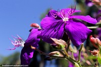 As flores purpúreas abrem-se na luz solar nos Jardins botânicos de São Paulo. Brasil, América do Sul.
