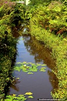 A waterway with lily leaves at the Sao Paulo Botanical Gardens. Brazil, South America.