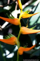 Como aumenta uma escada de mão, uma flor cor-de-laranja em Jardins botânicos de São Paulo. Brasil, América do Sul.