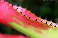 Shark fins on a red and green plant at the Sao Paulo Botanical Gardens. Brazil, South America.