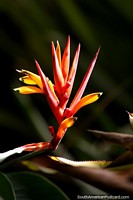 Folhas cor-de-laranja e vermelhas, gostando de natureza nos Jardins botânicos de São Paulo. Brasil, América do Sul.