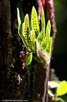 Green leaves with black spots glow in the sunlight at the Sao Paulo Botanical Gardens. Brazil, South America.