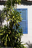 Wooden blue window shutters and a leafy tree in Penedo.