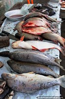 Algunas variedades de pescado en la mesa en el mercado de pescado en Penedo. Brasil, Sudamerica.