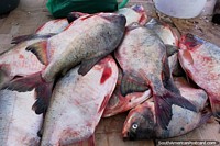 Peixe fresco do Rio de Sao Francisco no mercado em Penedo. Brasil, América do Sul.