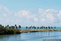 Larger version of Palm trees and a view of the coast south of Maceio.
