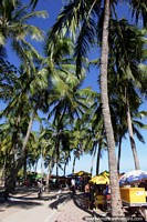 Un telón de fondo de altas palmeras en la playa de Maceió - Playa Pajucara. Brasil, Sudamerica.