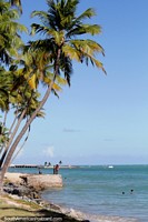 Palm trees over the water, away from the crowds of Pajucara Beach in Maceio. Brazil, South America.
