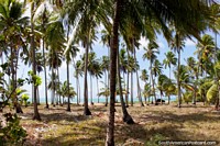 Palm trees on the coast in Japaratinga, journey from Maceio to Maragogi. Brazil, South America.