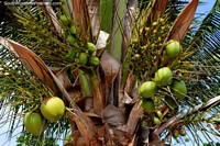 Dozens of coconuts growing at Maragogi beach, large and small!