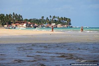 Fantástico telón de fondo de palmeras para nadar y jugar en la playa en Maragogi. Brasil, Sudamerica.