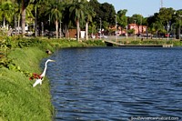 White stork perched on the edge of the lagoon at the park in central Joao Pessoa. Brazil, South America.