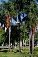 Underneath palm trees is a good place to relax at Lagoa Park in Joao Pessoa. Brazil, South America.