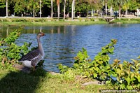 A goose on the edge of the lagoon at Lagoa Park in central Joao Pessoa. Brazil, South America.