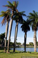 Parque Lagoa, bela lagoa e palmeiras em Joao Pessoa, que vale a pena uma parada em viagem. Brasil, América do Sul.