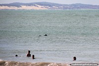 A pair of dolphins swim near swimmers at Dolphin Bay in Pipa. Brazil, South America.
