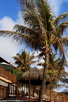Palmeras y cabaña de paja, una casa en la playa de Ponta Negra, Natal. Brasil, Sudamerica.