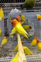Periquitos amarelos e vermelhos em jaulas na área dos animais de Mercado Central em Belo Horizonte. Brasil, América do Sul.