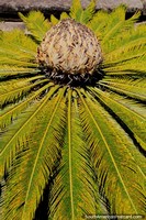 Brazil Photo - A round fan of ferns with a ball in the middle, Ouro Preto has some interesting plants and flowers.