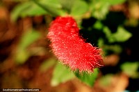 A long red flower with soft fluffy spikes in gardens in Ouro Preto.