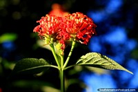 Brazil Photo - Small red petals and a beautiful flower in the morning light in Ouro Preto.