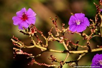 As flores purpúreas abrem-se no sol de manhã, uma bela alvorada em Ouro Preto. Brasil, América do Sul.