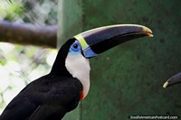 The unmistakable large beak of a Toucan, seen at the Chico Mendes Ambient Park in Rio Branco. Brazil, South America.