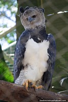 Uma coruja, uma bela criatura, come carne como roedores, vista no Parque Ambiental Chico Mendes, em Rio Branco. Brasil, América do Sul.