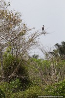 Verso maior do Ave de bico comprido, no alto de uma rvore, a Amaznia em Manaus.