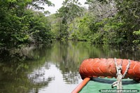Cruising the mangroves in a small boat across the river from the city in Manaus. Brazil, South America.