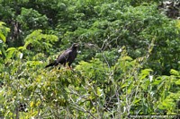 Brazil Photo - Great black hawk sits in a tree in the green Amazon wilderness in Manaus.