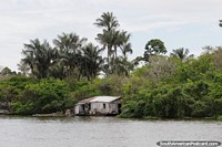 Wooden house on the edge of the river with palm trees behind in Manaus.