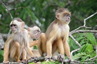 Brazil Photo - 3 wild monkeys in the wetlands area in Manaus.