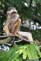 See wildlife like monkeys in Manaus across the river from the city. Brazil, South America.