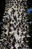 Spiky tree with many small triangle-shaped points on the trunk, the Amazon.
