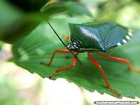 Small green bug with orange legs on a leaf in the Amazon.