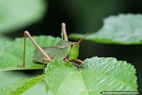 Grasshopper sits on leaves and blends in to the green Amazon wilderness.