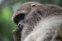 Beautiful animals of the Amazon, the Woolly monkey.