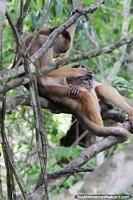 One monkey grooms another monkey in the trees of the Amazon.