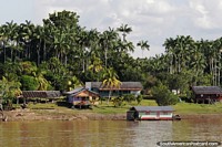 Larger version of Community of houses with many palm trees beside the Amazon River.