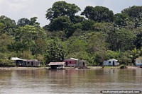 Brazil Photo - Small houses with a backing of huge trees beside the Amazon river.