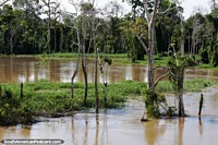The Amazon river is high and the grasslands have turned to wetlands. Brazil, South America.