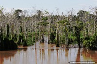 A watery forest because the river is high in the Amazon sometimes. Brazil, South America.