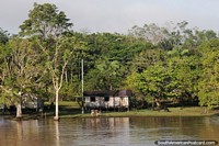 Pair of cows outside the front of this Amazon River home. Brazil, South America.