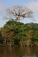 Brazil Photo - Huge tree standing above all the others in the Amazon.