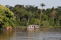Brazil Photo - House of the lone palm tree in the Amazon around halfway between Tabatinga and Manaus.