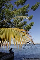 Cena pitoresca ao lado do rio Tocantins com uma samambaia brilhante à luz do sol em Carolina.